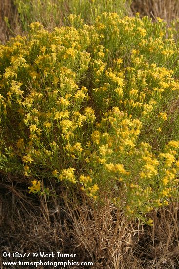 Gutierrezia sarothrae