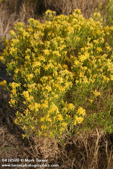 Gutierrezia sarothrae