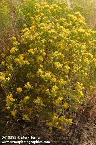 Gutierrezia sarothrae