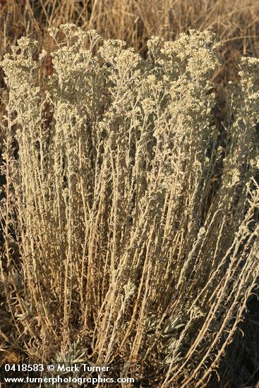 Pseudognaphalium canescens ssp. thermale (Gnaphalium microcephalum)