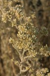 Slender Cudweed blossoms