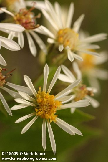 Eurybia radulina (Aster radulinus)