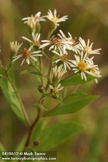 Eurybia radulina (Aster radulinus)