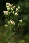 Oregon Whitetop Aster blossoms