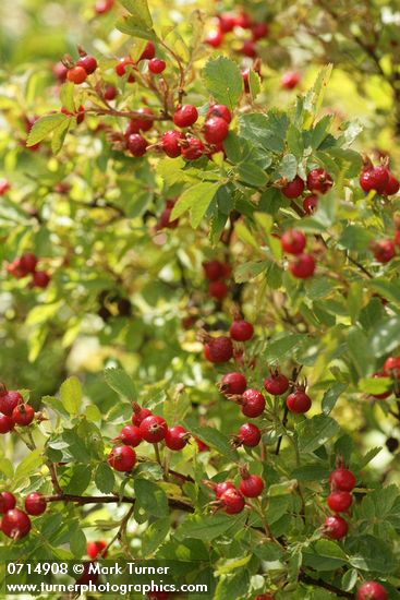 Rosa woodsii var. ultramontana