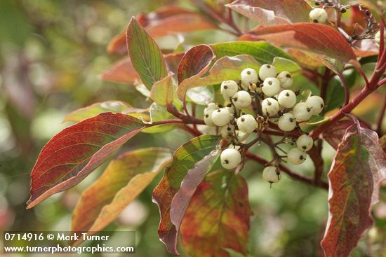 Cornus sericea ssp. occidentalis (C. stolonifera var. occidentalis)