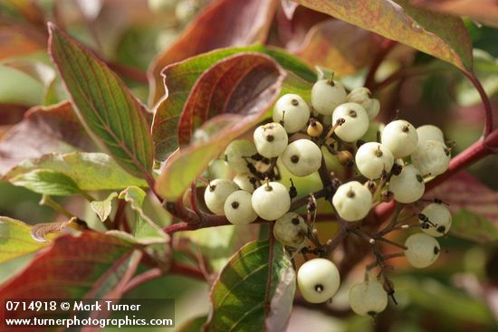 Cornus sericea ssp. occidentalis (C. stolonifera var. occidentalis)
