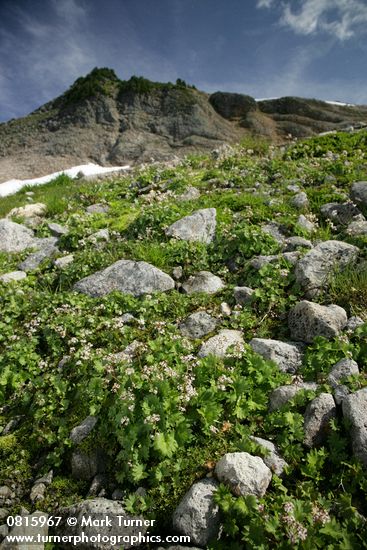 Micranthes nelsoniana var. cascadensis