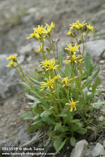 Senecio elmeri