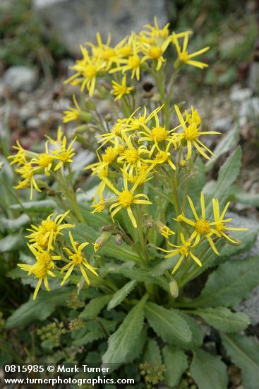 Senecio elmeri