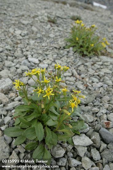 Senecio elmeri
