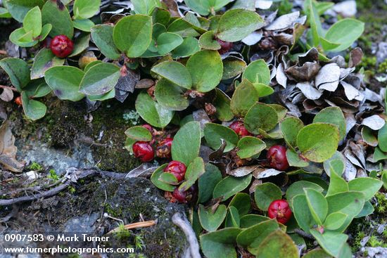Gaultheria humifusa