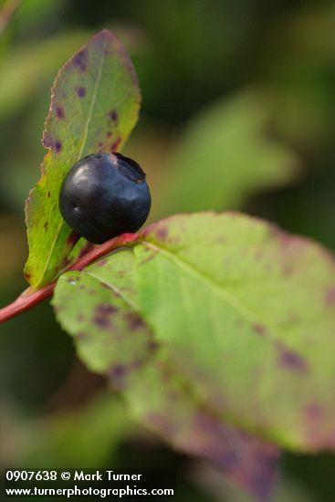 Vaccinium membranaceum