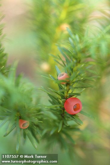 Taxus brevifolia