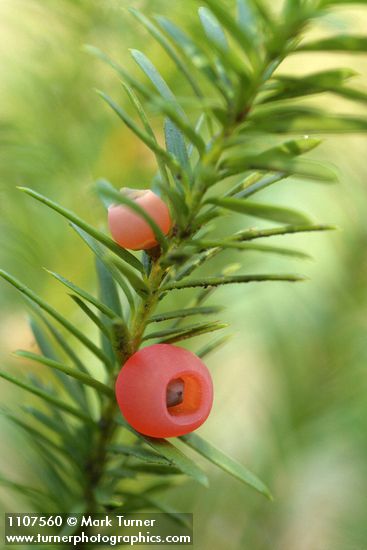 Taxus brevifolia