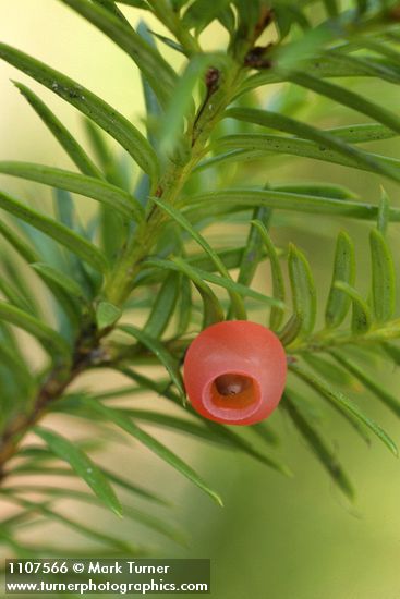 Taxus brevifolia