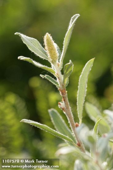 Salix brachycarpa