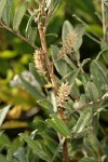 Shortfruit Willow female aments & foliage