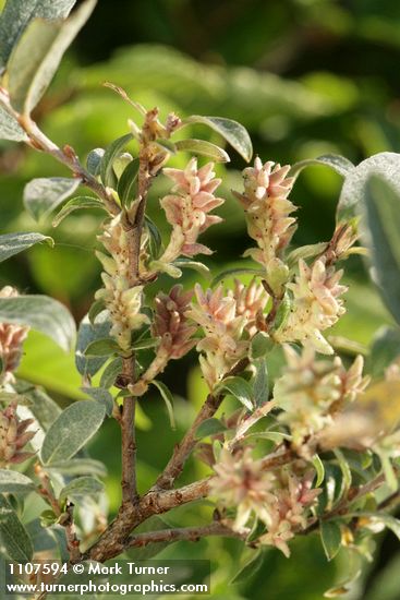 Salix brachycarpa