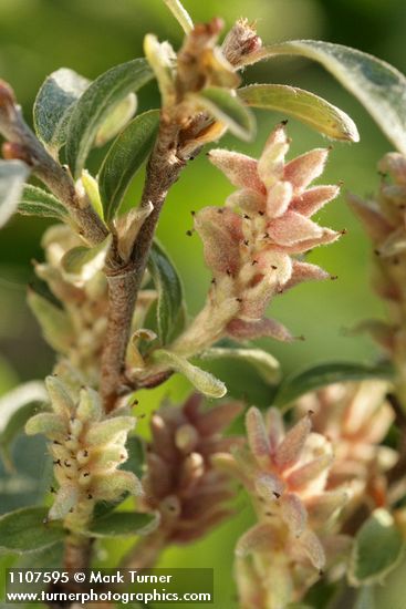 Salix brachycarpa