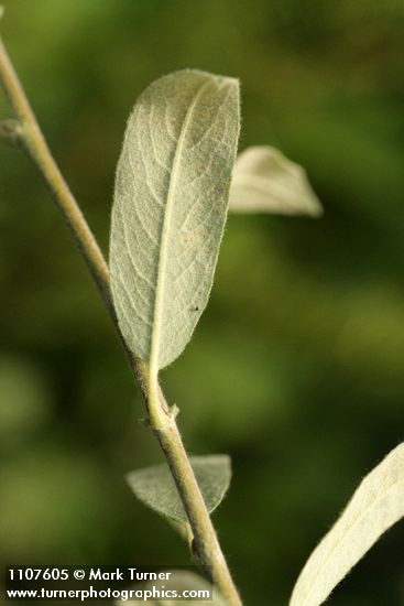 Salix brachycarpa