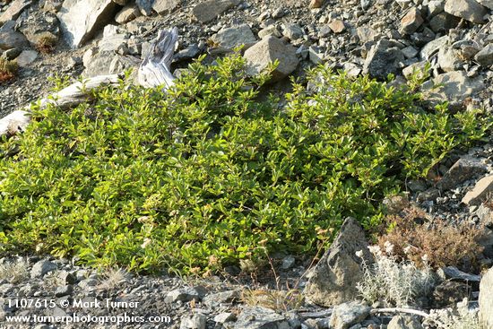 Frangula purshiana (Rhamnus purshiana)