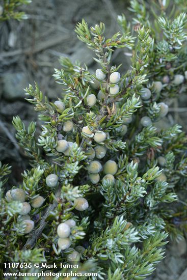 Juniperus communis