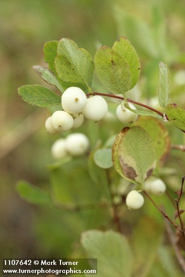 Symphoricarpos hesperius