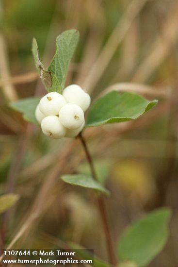 Symphoricarpos hesperius