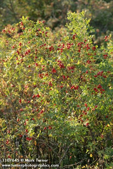 Rosa woodsii var. ultramontana