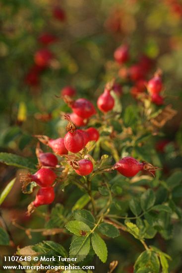 Rosa woodsii var. ultramontana
