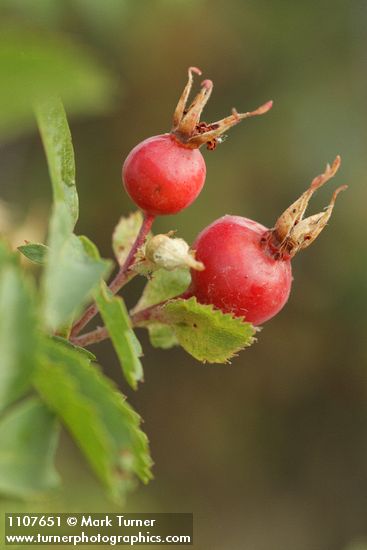 Rosa woodsii var. ultramontana