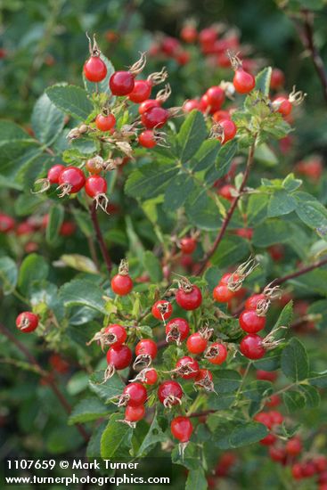 Rosa woodsii var. ultramontana