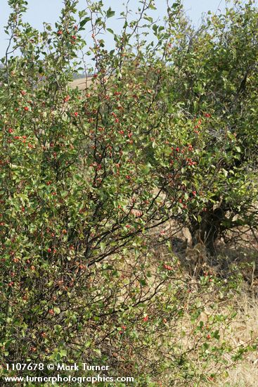 Crataegus chrysocarpa var. piperi