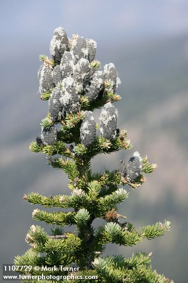 Abies lasiocarpa