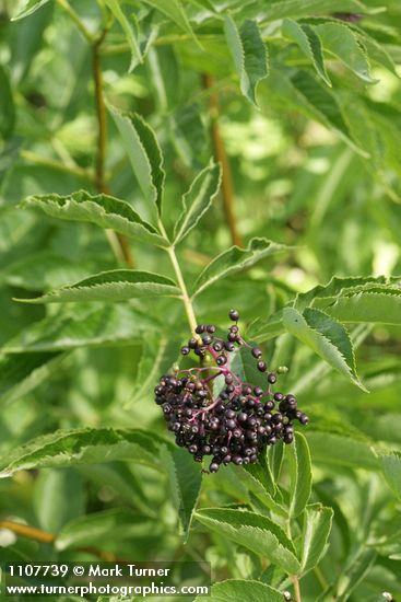 Sambucus racemosa var. melanocarpa