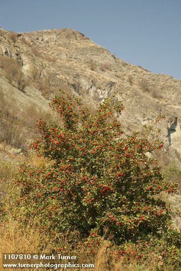 Crataegus macracantha var. occidentalis
