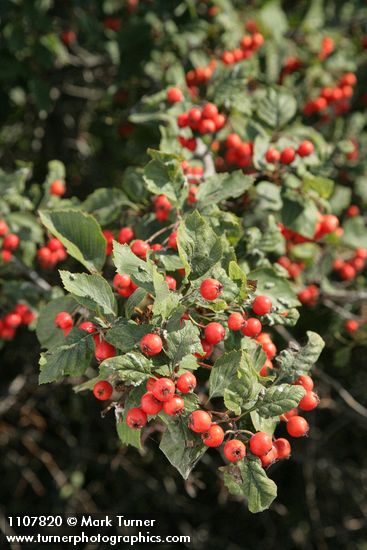 Crataegus macracantha var. occidentalis