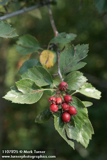 Crataegus okanaganensis