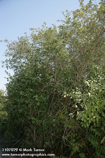 Crataegus okanaganensis