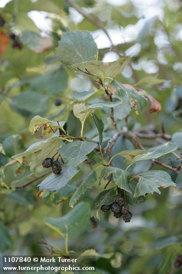 Crataegus okanaganensis