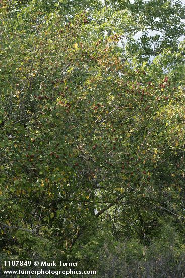 Crataegus okanaganensis