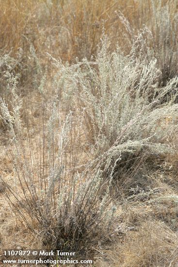 Artemisia frigida