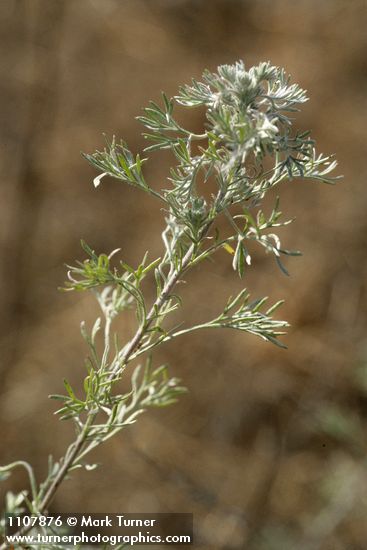 Artemisia frigida