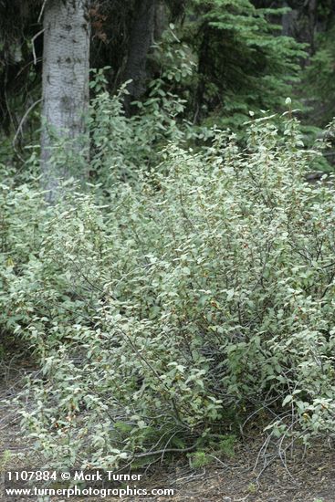 Shepherdia canadensis