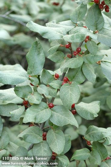 Shepherdia canadensis