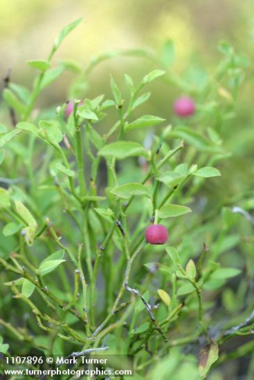Vaccinium scoparium