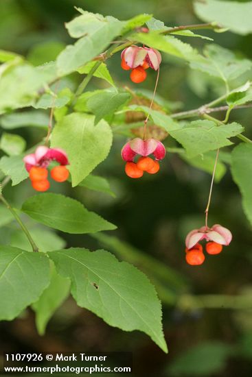 Euonymus occidentalis