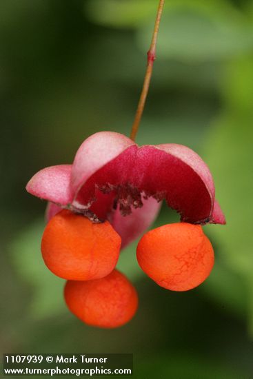 Euonymus occidentalis