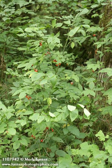 Euonymus occidentalis